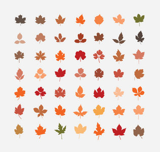 色彩鲜艳的秋叶的插图