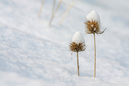 水飞蓟雪覆盖了图片