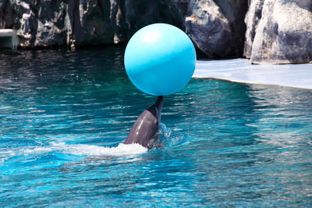表演海豚与蓝色的球图片
