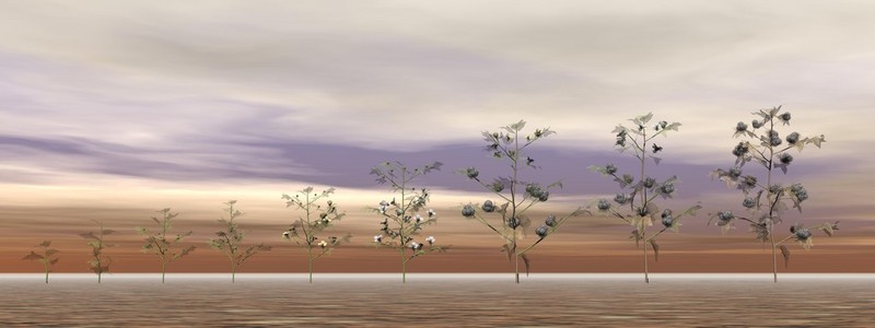 棉花植物3d 渲染