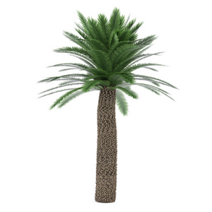 孤立的棕榈树。苏铁