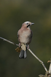 杰伊松 glandarius