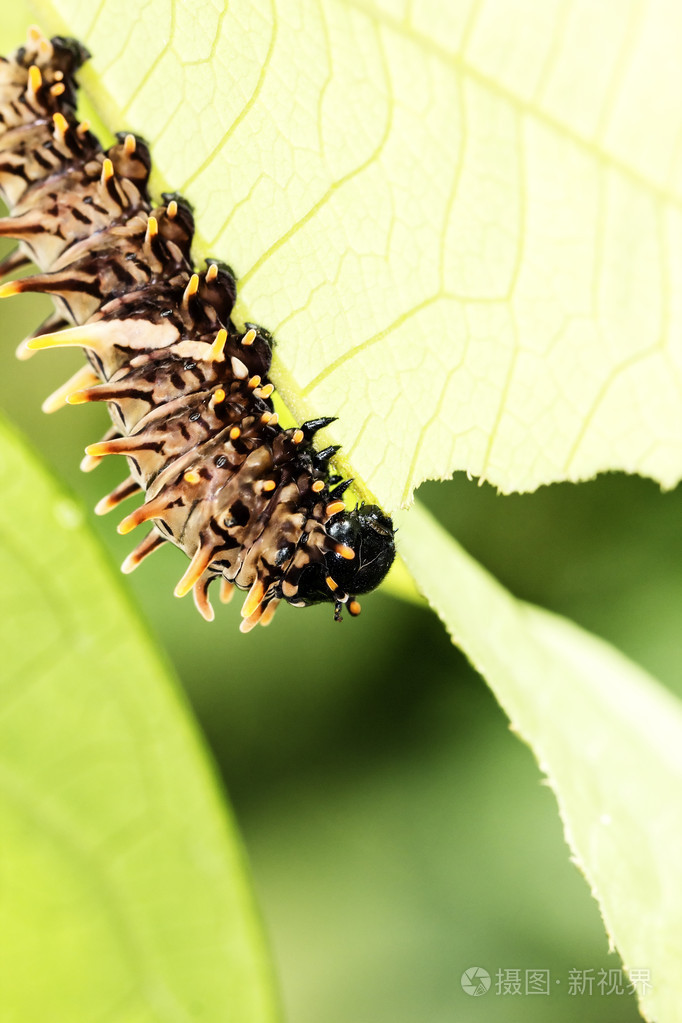 褐色毛虫吃树叶