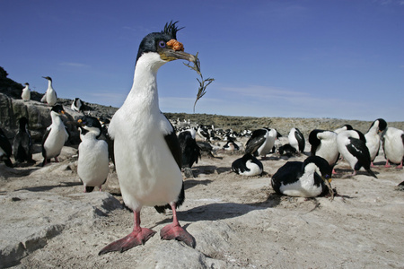 王鸬鹚 phalacrocorax atriceps albiventer