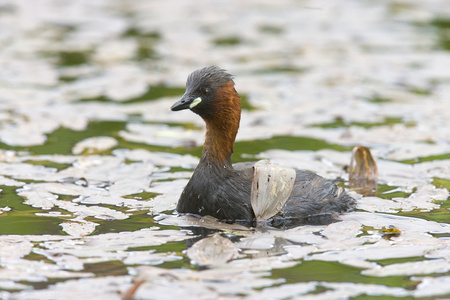 小鷉，tachybaptus 象甲