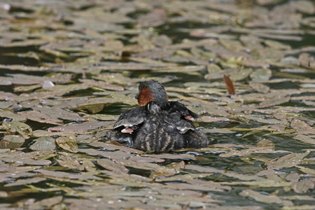 小鷉，tachybaptus 象甲