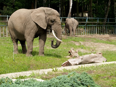在动物园里的非洲大象照片