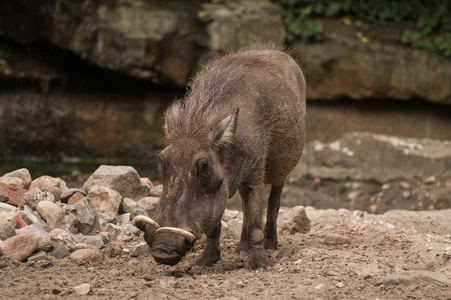 德国柏林动物园的野猪照片