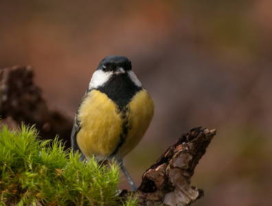 山雀parus 主要