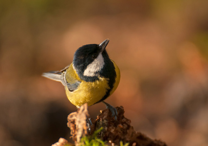 山雀parus 主要