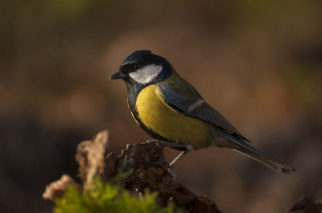 山雀parus 主要