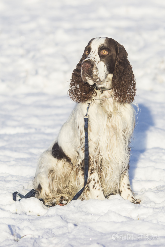 史宾格犬条狗躺在雪地上