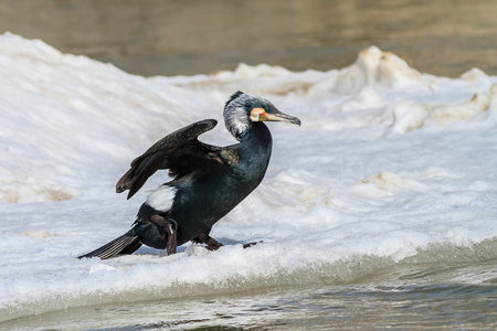 Phalacrocorax Carbo