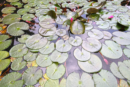 睡莲，漂浮在池塘里，日本