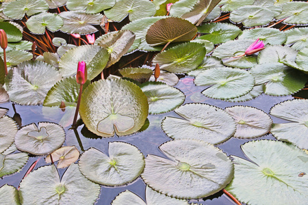 睡莲，漂浮在池塘里，日本