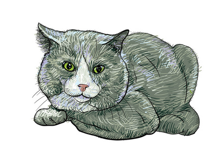 宠物银渐层英国短毛猫手绘-宠物银渐层英国短毛猫卡通图-摄图新视界