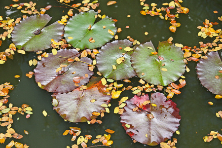 睡莲，漂浮在池塘里，日本