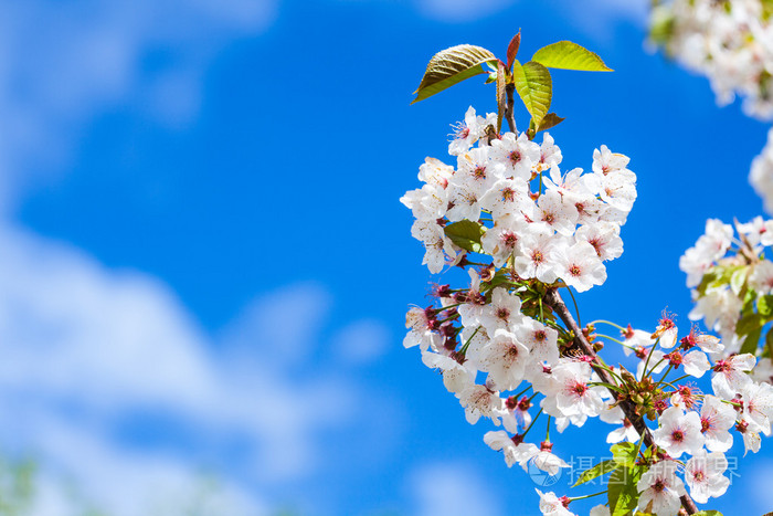 白花盛开与蓝蓝的天空