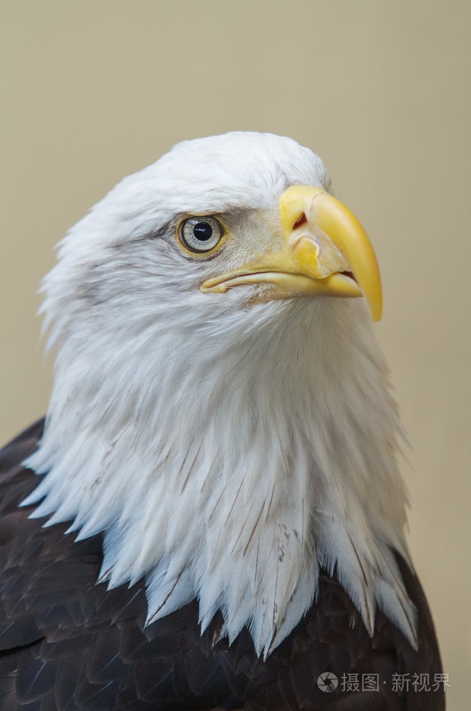 秃头鹰头的详细信息