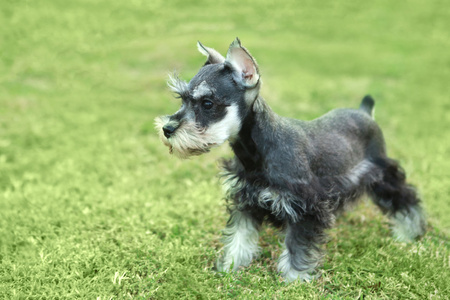 小微型图来雪纳瑞犬小狗