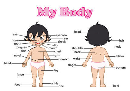 关节身体部分图片