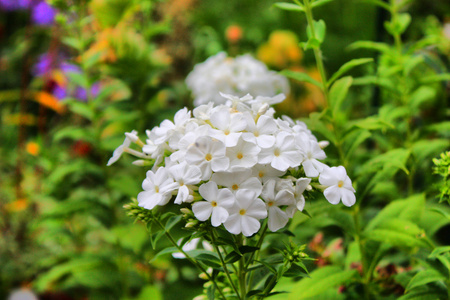 漂亮的白花