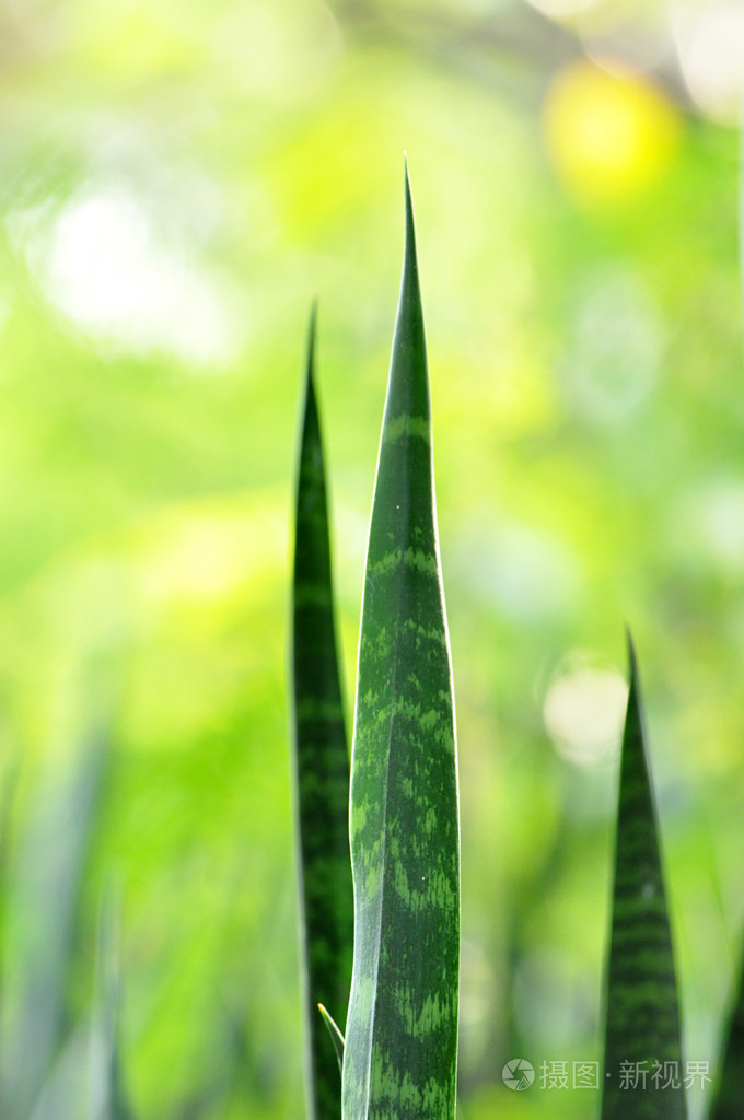 蛇种植物长长的绿色叶子