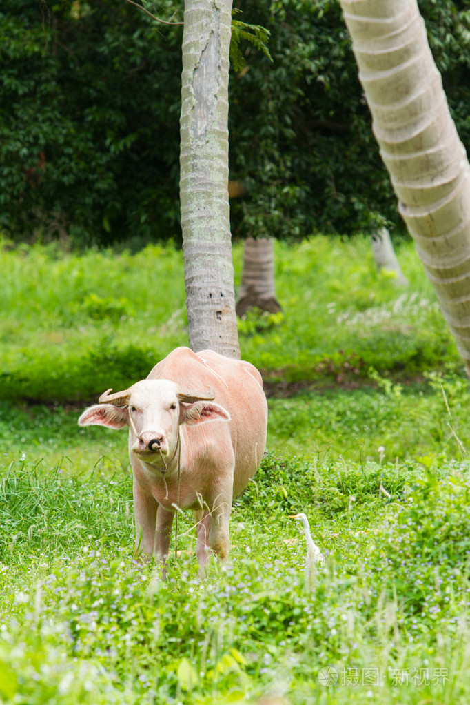 白色的白化泰国水牛