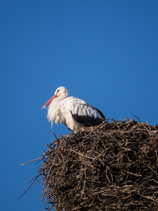 Stork p en boet stolpe