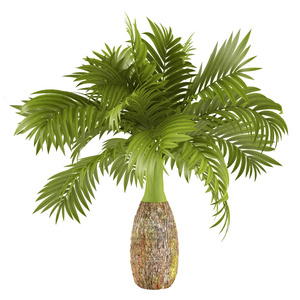装饰的棕榈科植物