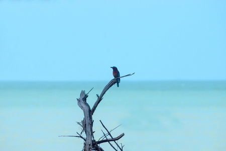 国鸟蓟马一只鸟是孤独,蔚蓝的大海照片