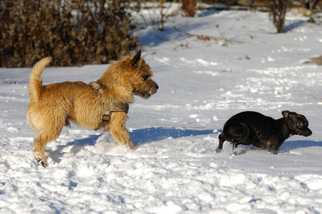 两只狗在雪地里