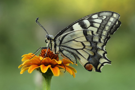 蝴蝶坐在一朵花