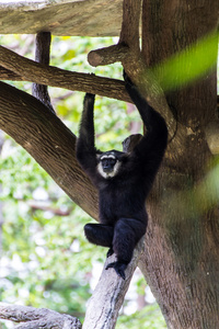 在泰国清迈动物园的长臂猿