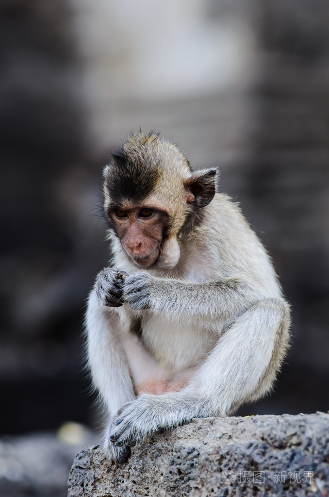 猴子坐照片-正版商用图片1eb18q-摄图新视界