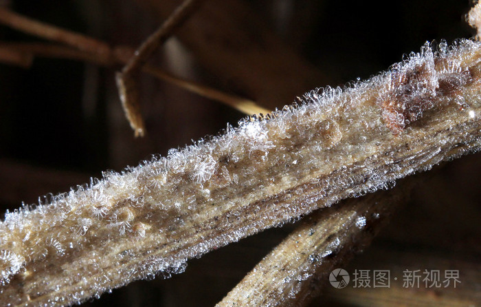 关闭了霜晨草，叶子上的照片