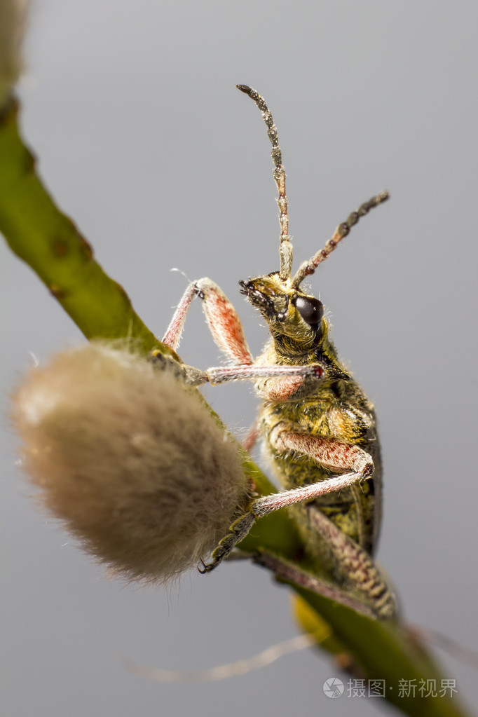 黑斑钳子支撑甲虫rhagiummordax