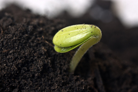 一棵植物与土壤抹子