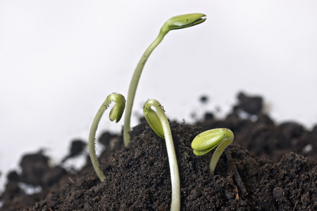 一棵植物与土壤抹子图片