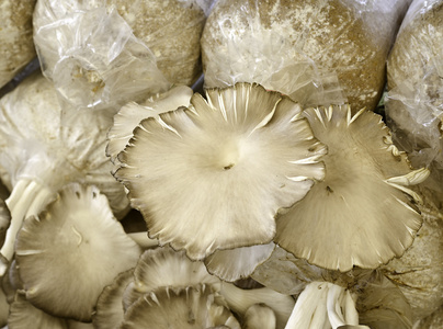 牡蛎蘑菇在泰国农场