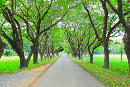 路和树