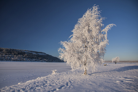 雪树