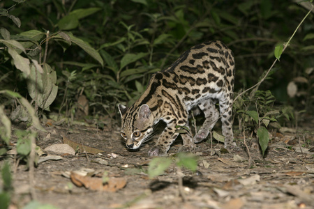 长尾虎猫 虎猫或小老虎 美洲豹猫 wiedii