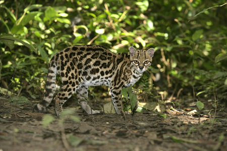 长尾虎猫 虎猫或小老虎 美洲豹猫 wiedii