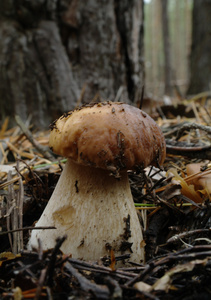 美丽蘑菇在秋天的森林中