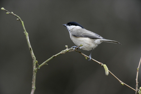 沼泽山雀 沼泽红假单胞菌 parus