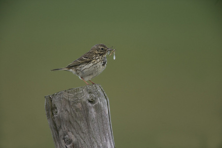 草地鹨 草地早熟禾 anthus