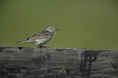 草地鹨 草地早熟禾 anthus