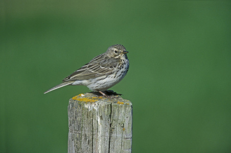 草地鹨 草地早熟禾 anthus