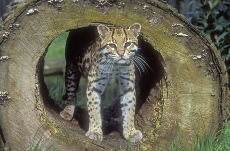 山猫，美洲豹猫中